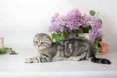 苏格兰褶皱小猫白色背景wiht淡紫色花