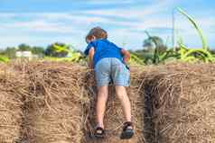 男孩蓝色的t恤微笑玩爬干草堆包干有清晰的天空阳光明媚的一天户外孩子孩子们夏天休闲活动概念快乐童年农村空气关闭自然