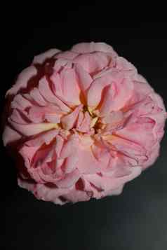 粉红色的玫瑰花开花关闭家庭蔷薇科植物背景现代高质量大大小打印首页装饰