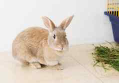 肖像毛茸茸的米色兔子吃草宠物可爱的动物复活节兔子