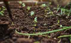 小豆芽微型蔬菜地面春天幼苗花园日益增长的开放场园艺首页种植背景有机食物概念