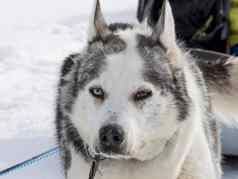 西伯利亚沙哑的狗黑色的白色颜色蓝色的棕色（的）眼睛冬天