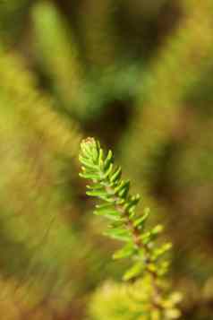 绿色叶子关闭植物背景艾丽卡漂白亚麻纤维卷家庭杜鹃花科大大小高质量现代打印