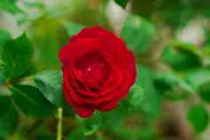开放味蕾灌木玫瑰红色的花瓣背景绿色叶子植物