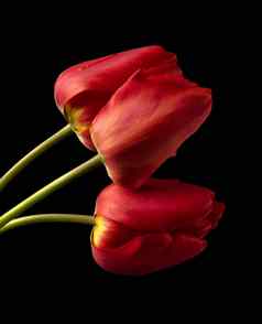 花开花巴德郁金香红色的花瓣黑色的背景隔离
