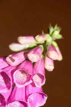 野生紫色的花开花关闭现代植物背景紫竹洋地黄家庭车前草科高质量大大小打印