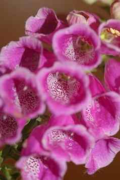 野生紫色的花开花关闭现代植物背景紫竹洋地黄家庭车前草科高质量大大小打印
