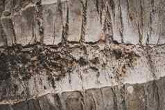 热带棕榈树树皮表面木纹理细节自然模式壁纸摘要宏极简主义异国情调的设计概念生态水疗中心环境产品黑暗灰色棕色（的）光背景