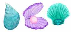 水彩插图贝壳蛤壳牌蓝色的绿松石紫色的颜色海洋海水下野生动物动物航海夏天海滩设计珊瑚礁生活自然