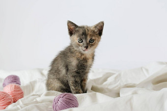 条纹猫粉红色的灰色球棉衣,线程白色床上好奇的小猫说谎白色毯子相机