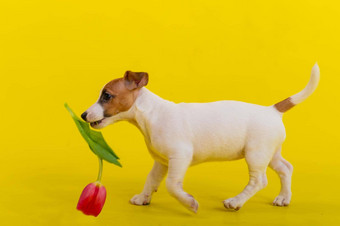 小狗杰克罗素梗戏剧红色的郁金香巴德短毛猫受过严格训练的狗高高兴兴地吃春天花黄色的背景