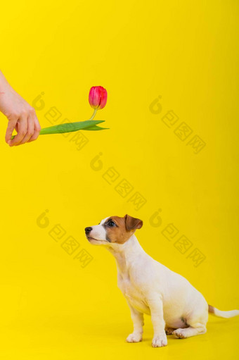 淘气的狗跳郁金香工作室黄色的背景有趣的小狗杰克罗素梗戏剧主狩猎荷兰花