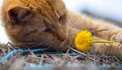 特写镜头红色的国内猫休息和平有温暖的夏天一天有趣的橙色条纹猫沐浴太阳可爱的宠物姥春天太阳干草复制空间