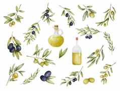 集绿色黑色的橄榄分支石油瓶水彩画手画插图橄榄叶子孤立的白色背景食物地中海厨房