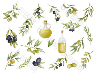 集绿色黑色的橄榄分支石油<strong>瓶水彩</strong>画手画插图橄榄叶子孤立的白色背景食物地中海厨房