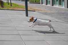 小狗杰克罗素梗运行人行道上有趣的狗蓝色的领戏剧走完美的同伴聪明的宠物
