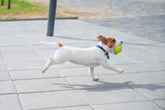 纯种smooth-haired小狗杰克罗素梗戏剧街快乐的狗同伴运行跳跃网球球活跃的四条腿的朋友