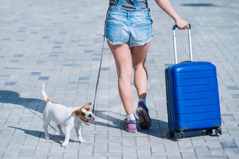 不知名的女人短裤运动鞋走行李手小狗杰克罗素梗皮带女腿蓝色的手提箱轮子狗人行道上旅行宠物