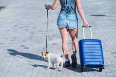不知名的女人短裤运动鞋走行李手小狗杰克罗素梗皮带女腿蓝色的手提箱轮子狗人行道上旅行宠物