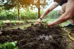 特写镜头农民困扰地面花园铲挖掘黑色的土壤种植发芽番茄幼苗开放地面生态农场增长有机蔬菜