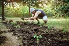 农民困扰地面种植发芽番茄幼苗黑色的土壤丰富生物腐殖质堆肥增加生育能力早期春天生态农业增长有机蔬菜