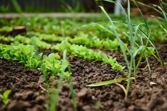 行日益增长的生态生菜叶子花圃农业经济园艺农业爱好业务概念