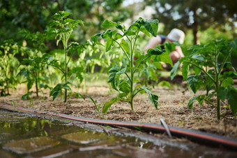浇水番茄幼苗日益增长的花圃开放场模糊背景农民工作蔬菜花园农业业务日益增长的有机蔬菜生态农场