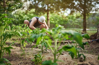 视图种植番茄幼苗模糊农民种植<strong>树苗</strong>黑色的土壤开放地面有机农业春天园艺园艺农业农业综合企业概念