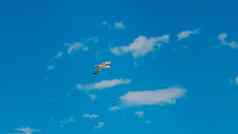 视图海鸥飞行美丽的清晰的天空