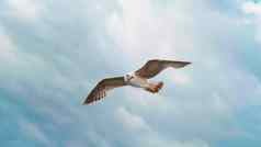海鸥飞行浮动空气电流风