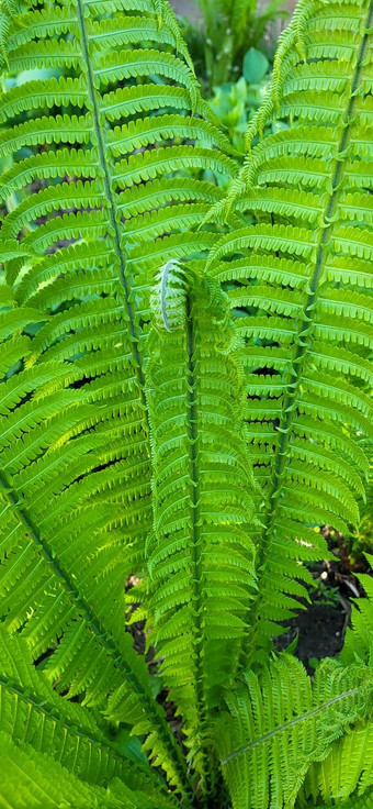 shuttlecock-fernmatteuccia螺旋蕨类植物属蕨类植物物种matteuccia蝴蝶常见的的名字鸵鸟蕨类植物小提琴蕨类植物