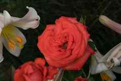 开放味蕾灌木玫瑰黑暗粉红色的花瓣背景绿色叶子植物