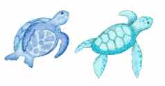 水彩插图乌龟乌龟蓝色的绿松石紫色的颜色海洋海水下野生动物动物航海夏天海滩设计珊瑚礁生活自然