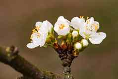 加兰樱桃花朵味蕾分支春天