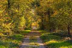 孤独的沐浴在阳光里的森林路径彩色的叶子秋天情绪德国