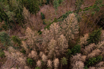 空中视图病部分森林死亡森林德国松柏科的森林