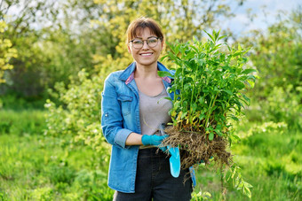 美丽的中间岁的女人<strong>扎根</strong>夹竹桃圆锥花植物相机