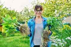 女人园艺手套持有布什hostaSedum水仙花植物根分种植