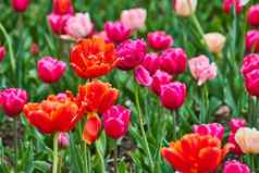 春天郁金香花园充满活力的红色的粉红色的花