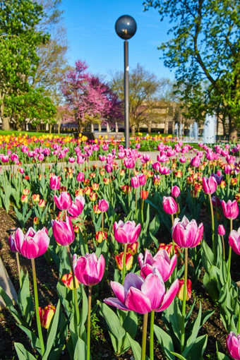 惊人的粉红色的红色的郁金香花园弗莱曼广场市中心堡韦恩<strong>印第安</strong>纳州