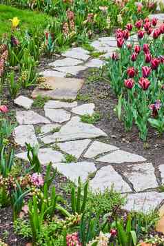 简单的石头路径郁金香花园春天粉红色的紫色的花