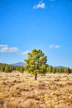 孤独的绿色松树西方沙漠景观