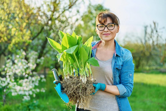 美丽的中间岁的女人扎根hosta植物相机