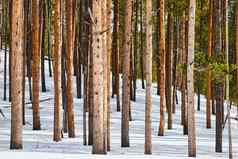 白雪覆盖的地面墙松树树干