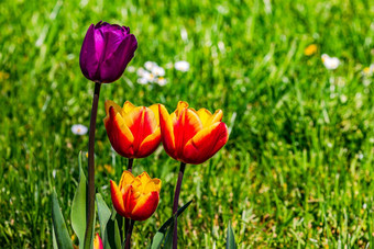 色彩斑斓的郁金香紫色的<strong>橙色系</strong>光孤立的前面草地春天