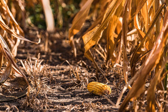 玉米结实的矮仍然是地面收获热夏天