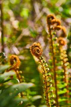 螺旋蕨类植物植物早期春天