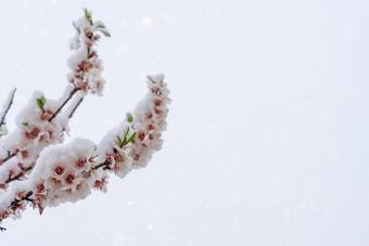 花杏仁树雪下雪春天一天美丽的自然场景盛开的树太阳耀斑春天花春天空间文本