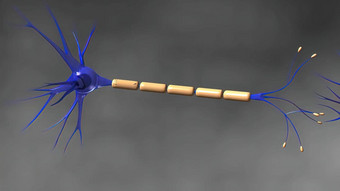 神经元释放神经递质分子