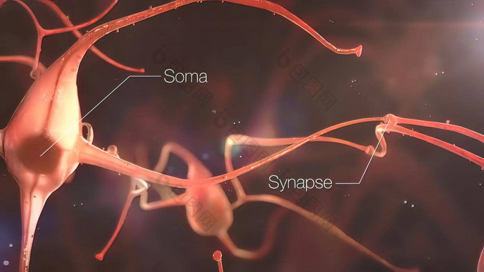神经元行动电冲动神经元连接